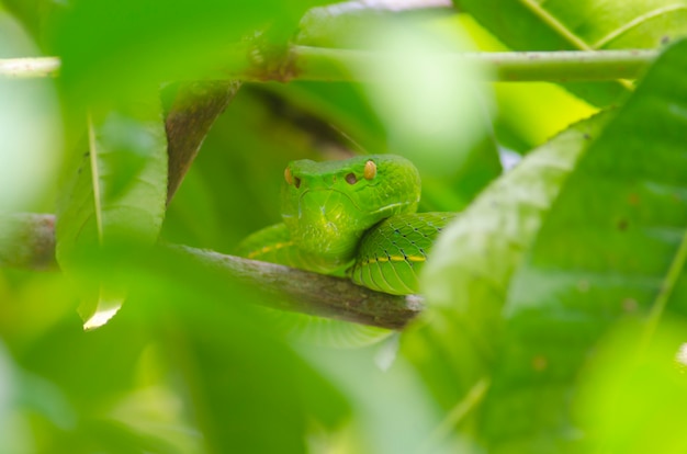 Green Snake