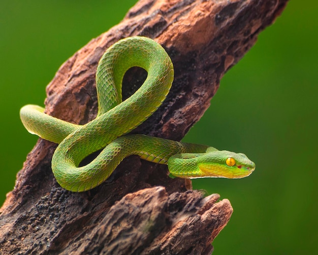 green snake