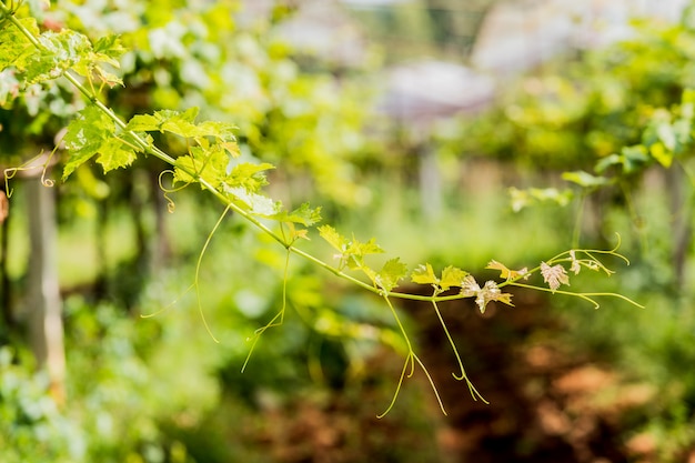 Green Soft peak grape in garden.