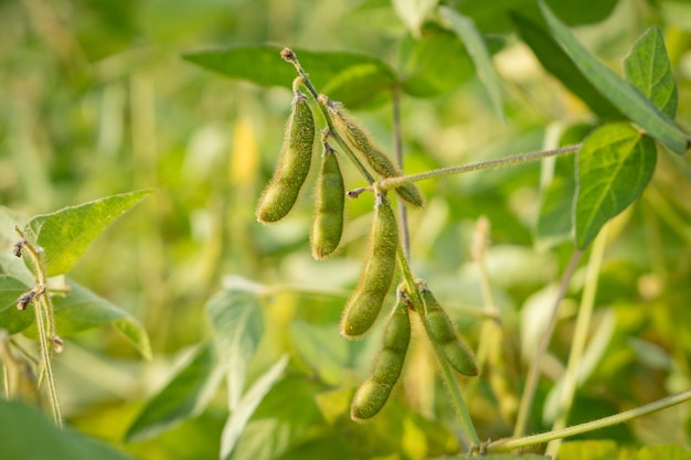 Green soy beans  ready  on a farmer's field. Agriculture production concept