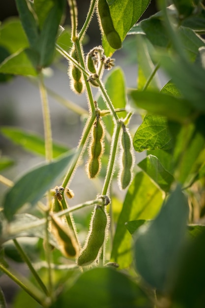 Green soy beans  ready  on a farmer's field. Agriculture production concept