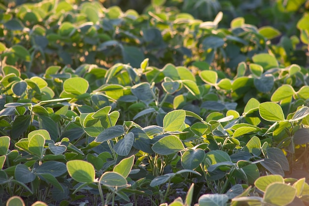 Green soybean leaves in the field glisten in the sun