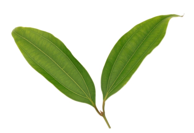 Green spicy bay leaves isolated on white background