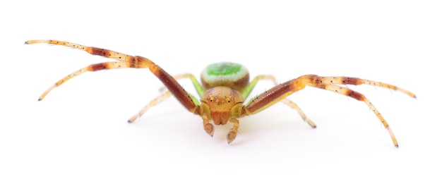 Green spider on white