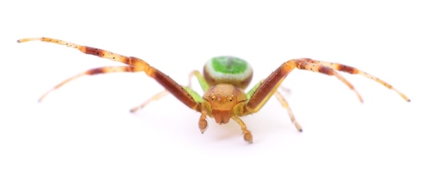 Green spider on white