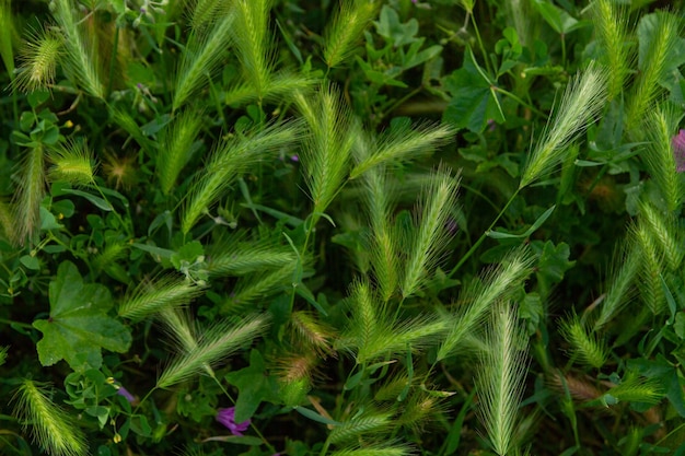 Green spikelets and grass top view