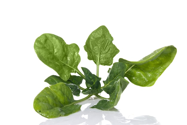 Green spinach isolated on white