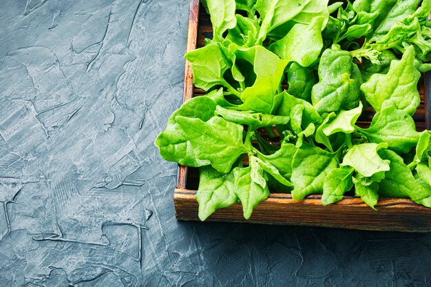 Green spinach leaf on a blue slate background