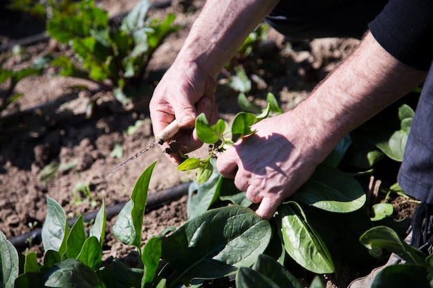 Photo green spinach plants in an organic garden in spain