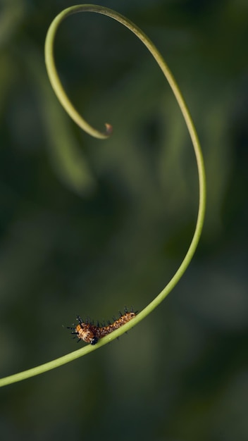 Photo green spiral shaped grass with a caterpillar