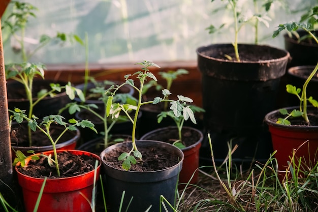 Green spreads seedling cultivation natural farm