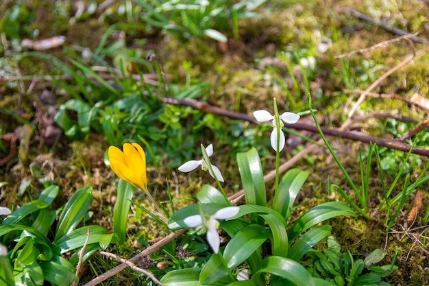 Green spring garden with yellow flowers und grass Snowdrop