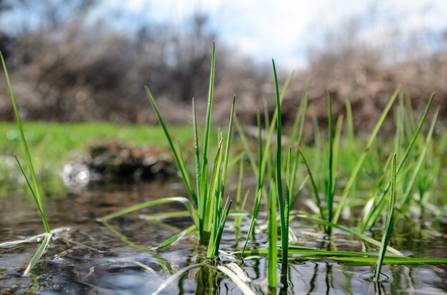 Green spring grass.