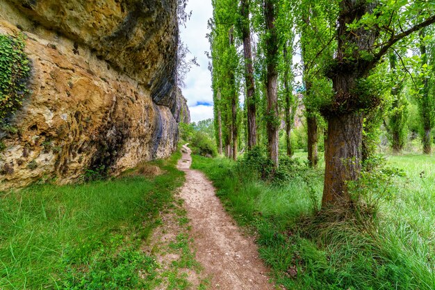 Green spring landscape with tall trees and rock walls with a dirt path among the vegetation. DuratÃÂ³n River, Sepulveda, Segovia. Spain.