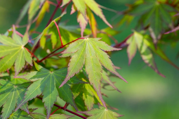 Green spring leaves of Amur Maple tree Japanese maple acer japonicum leaves on a natural background