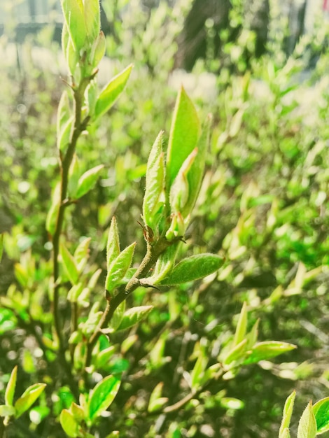 Green spring leaves in botanical garden on a sunny day nature and environment