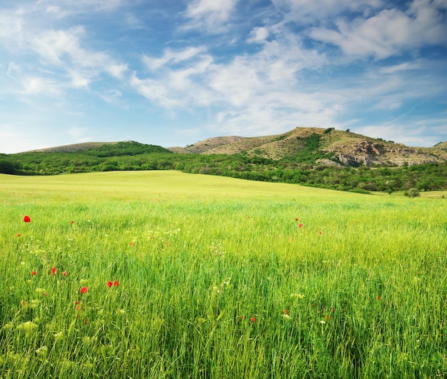 Green spring meadow in mountain Composition of nature