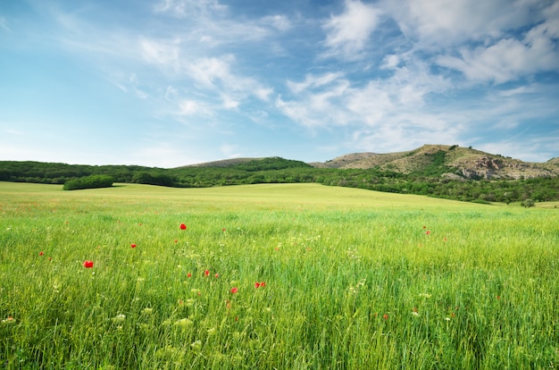 Green spring meadow