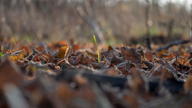 A green sprout are pierced through fallen old leaves in the forest