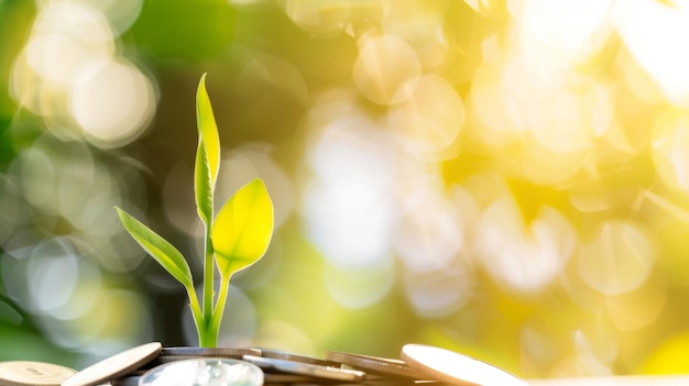 A green sprout emerges from soil atop a stack of coins representing financial growth and successful investment