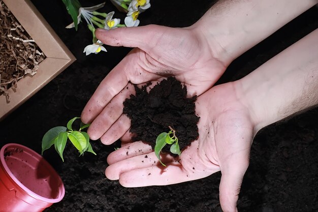 Green sprout on the ground. Spring concept. Seedlings in the ground. Updating nature is an idea. Hands plant a sprout in the ground.