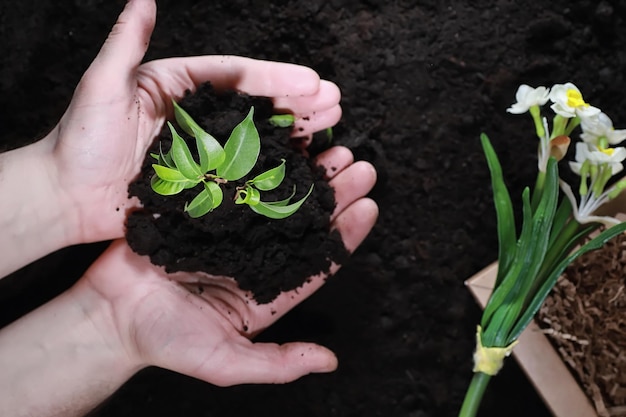 Green sprout on the ground. Spring concept. Seedlings in the ground. Updating nature is an idea. Hands plant a sprout in the ground.