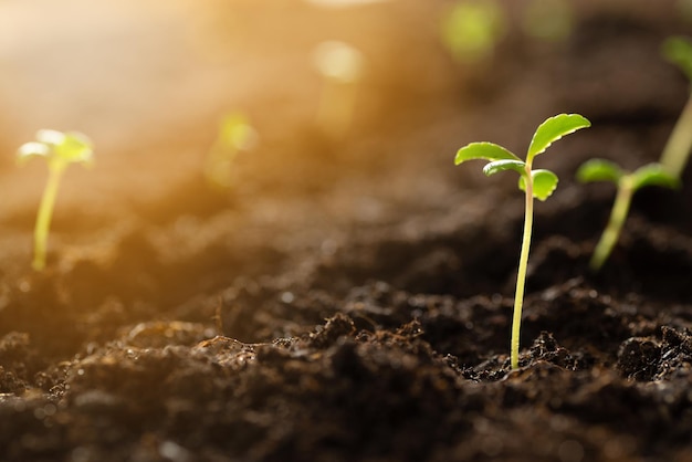 Green sprout growing from the ground new or start up concept Shoots from seeds in the soil against the backdrop of sunrise