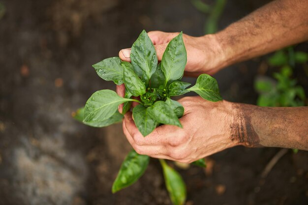 Green sprout in male handsThe gardener holds in his hands a sprout of tomato or pepperAgriculture