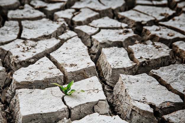 A green sprout sprouts from dry cracked earth Global warming concept