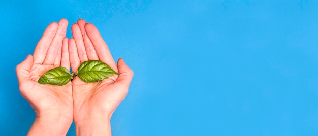 Green sprout in woman hands on blue background with copy space baner background