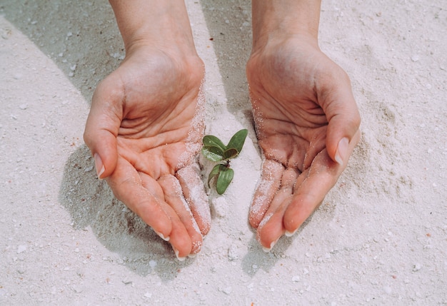 Green sprout in woman's hands