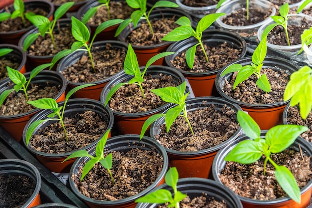 Green sprouts in pots for planting in the ground