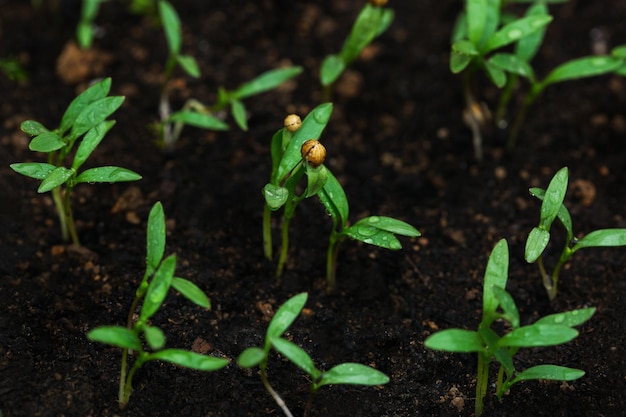 Green sprouts of spicy herbs growing in the ground in spring. Homegrown gardening concept.