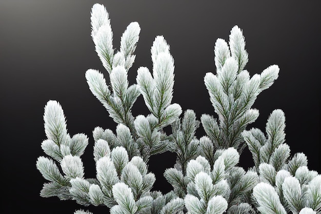 Green spruce branch with needles on a dark background