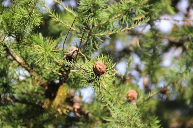 The green spruce branch with small brown bumps