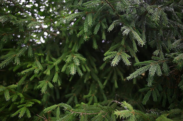 green spruce branches background abstract