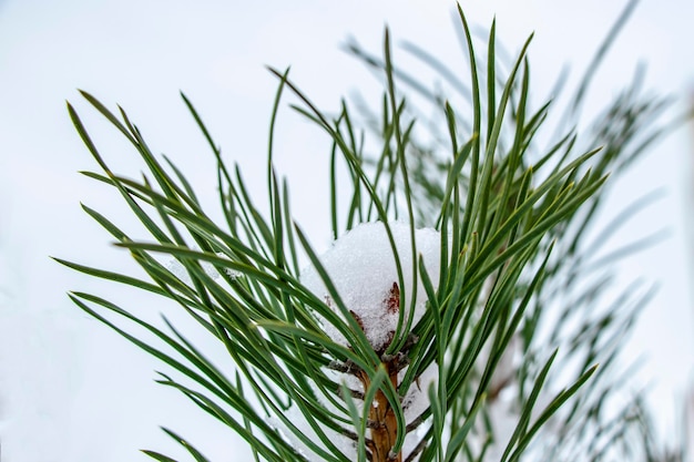 Green spruce branches covered with snow Snowy winter Snow covered trees New Years and Christmas Closeup