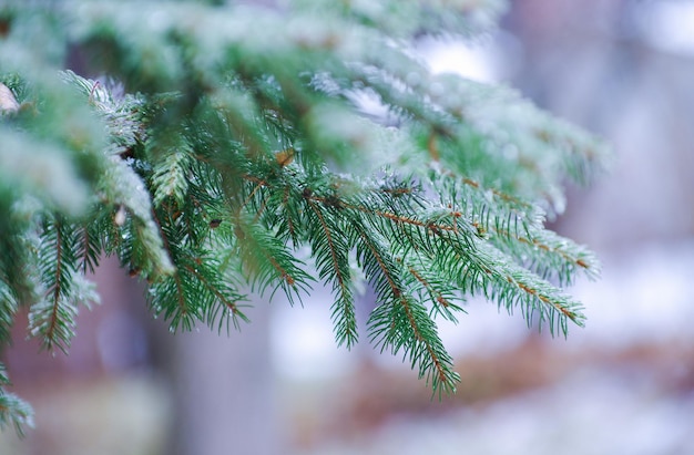 Green spruce branches with needles ice and snow covered in winter