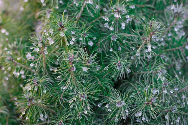 Green spruce branches with rain droplets