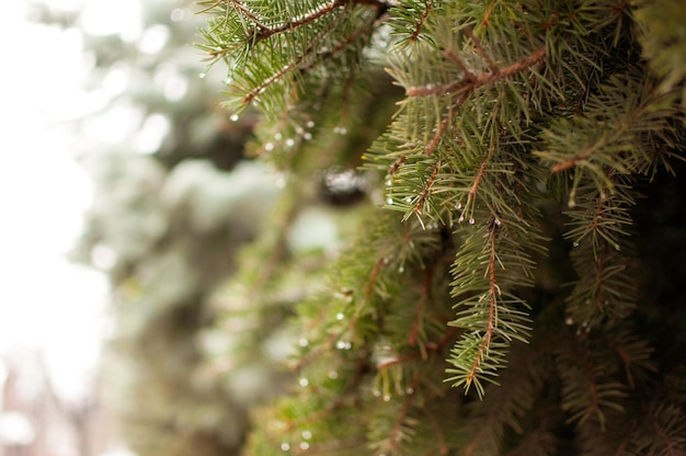 Green spruce branches with water drops on a blurry background with a place for text