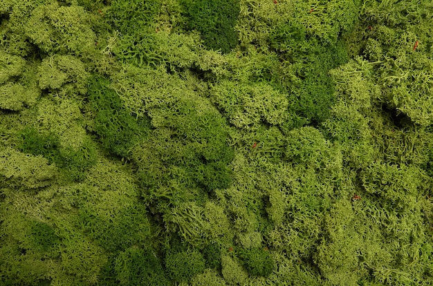 Green stabilized  moss texture.