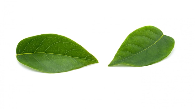 Green star gooseberry leaf isolated on white background