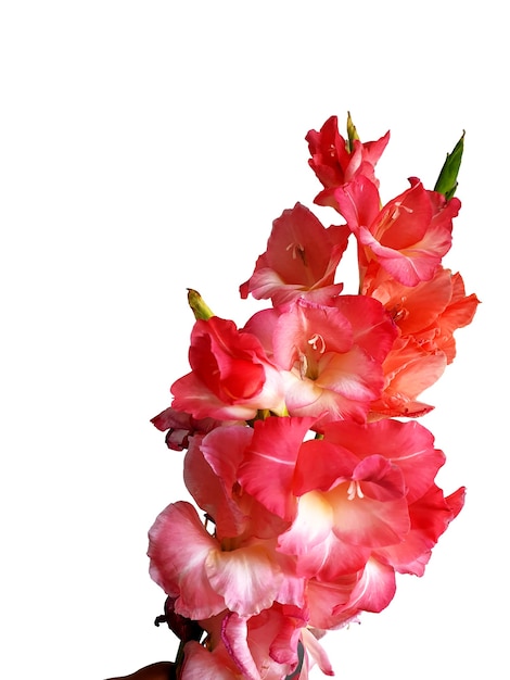 The green stem of gladiolus with petals pink colors isolated on white background