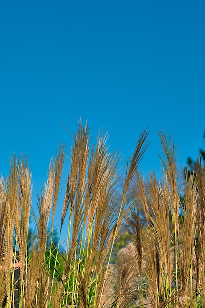 green stems of ornamental cereals in the garden against the blue sky.