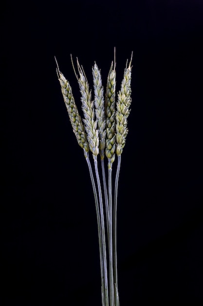 Green stems of wheat on a black background Raw wheat spikelets on a dark background