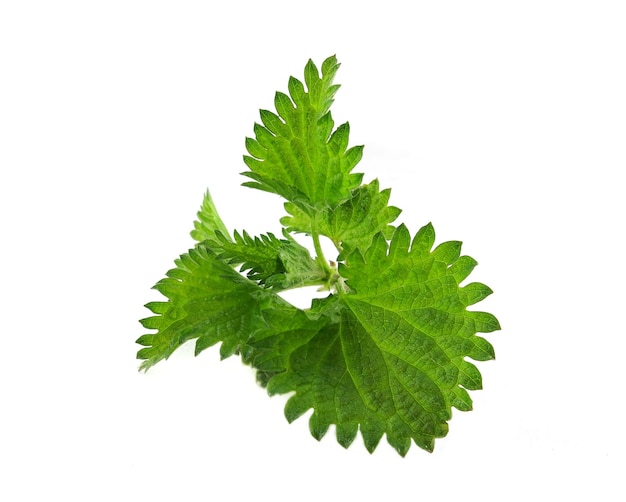 Green stinging nettle on a white background