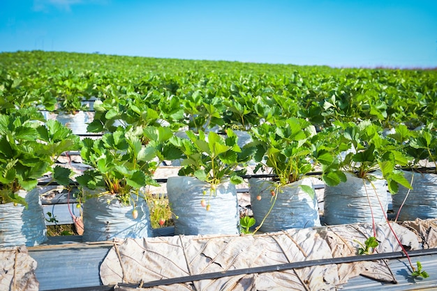 Green strawberry field on hill mountain strawberry plant farm in pot strawberry field for harvest strawberries garden fruit strawberry plant tree in summer