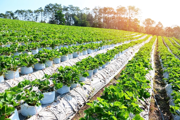 Green strawberry field with sunlight strawberry plant farm in pot strawberry field for harvest strawberries garden fruit strawberry plant tree in summer