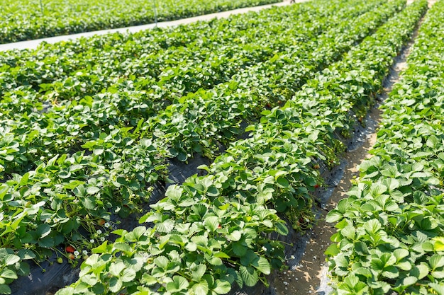 Green Strawberry field