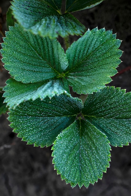 green strawberry leaves with dew drops and frost. deep Green leaves of garden strawberry